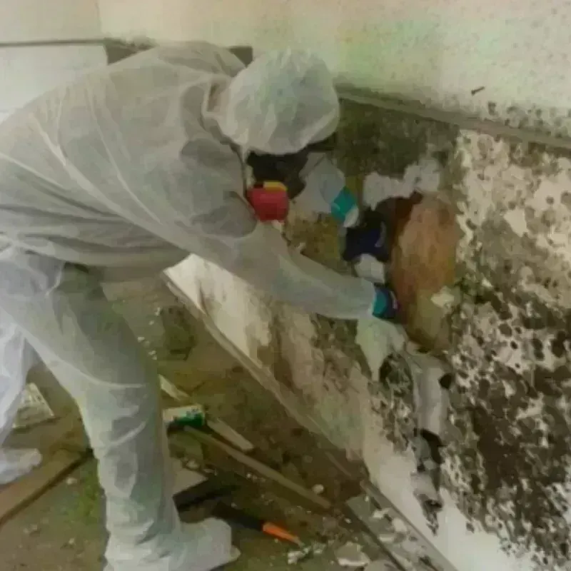 Mold Remediation and Removal in Kelso, WA